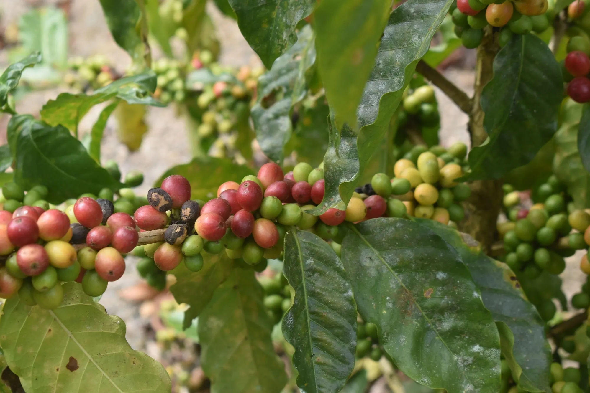 Bolivia Microlot: Ruben Caceres -San Ignacio. Available at Continental (NJ) & Salisbury, MA.