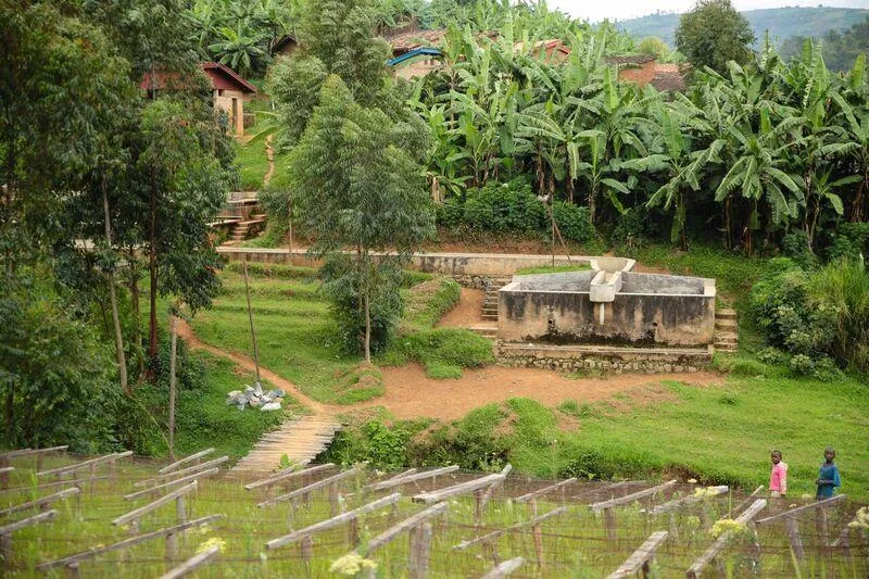 Burundi Kinyovu Washing Station, Matongo Micro-lot. Available only in Salisbury (MA). COFFEE REVIEW: 92 POINTS. NEW CROP!