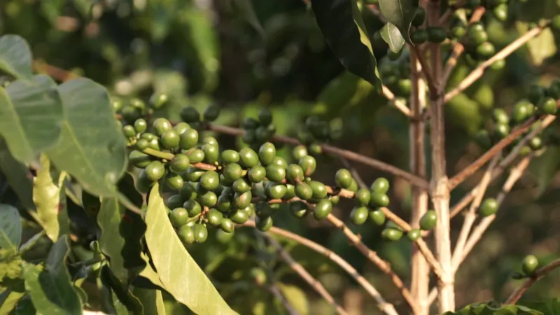 Burundi Kinyovu Washing Station, Matongo Micro-lot. Available only in Salisbury (MA). COFFEE REVIEW: 92 POINTS. NEW CROP!
