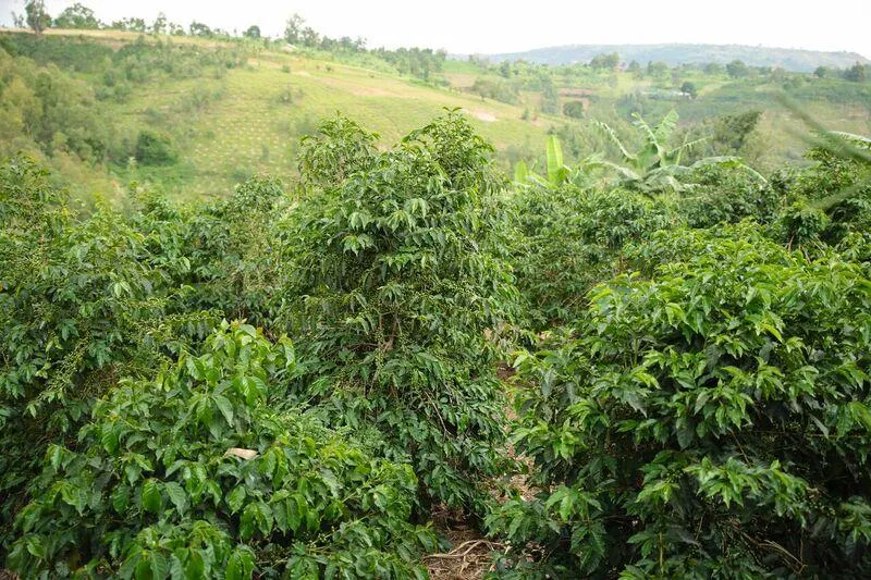 Burundi Kinyovu Washing Station, Matongo Micro-lot. Available only in Salisbury (MA). COFFEE REVIEW: 92 POINTS. NEW CROP!