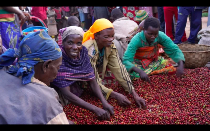 Burundi Kinyovu Washing Station, Matongo Micro-lot. Available only in Salisbury (MA). COFFEE REVIEW: 92 POINTS. NEW CROP!