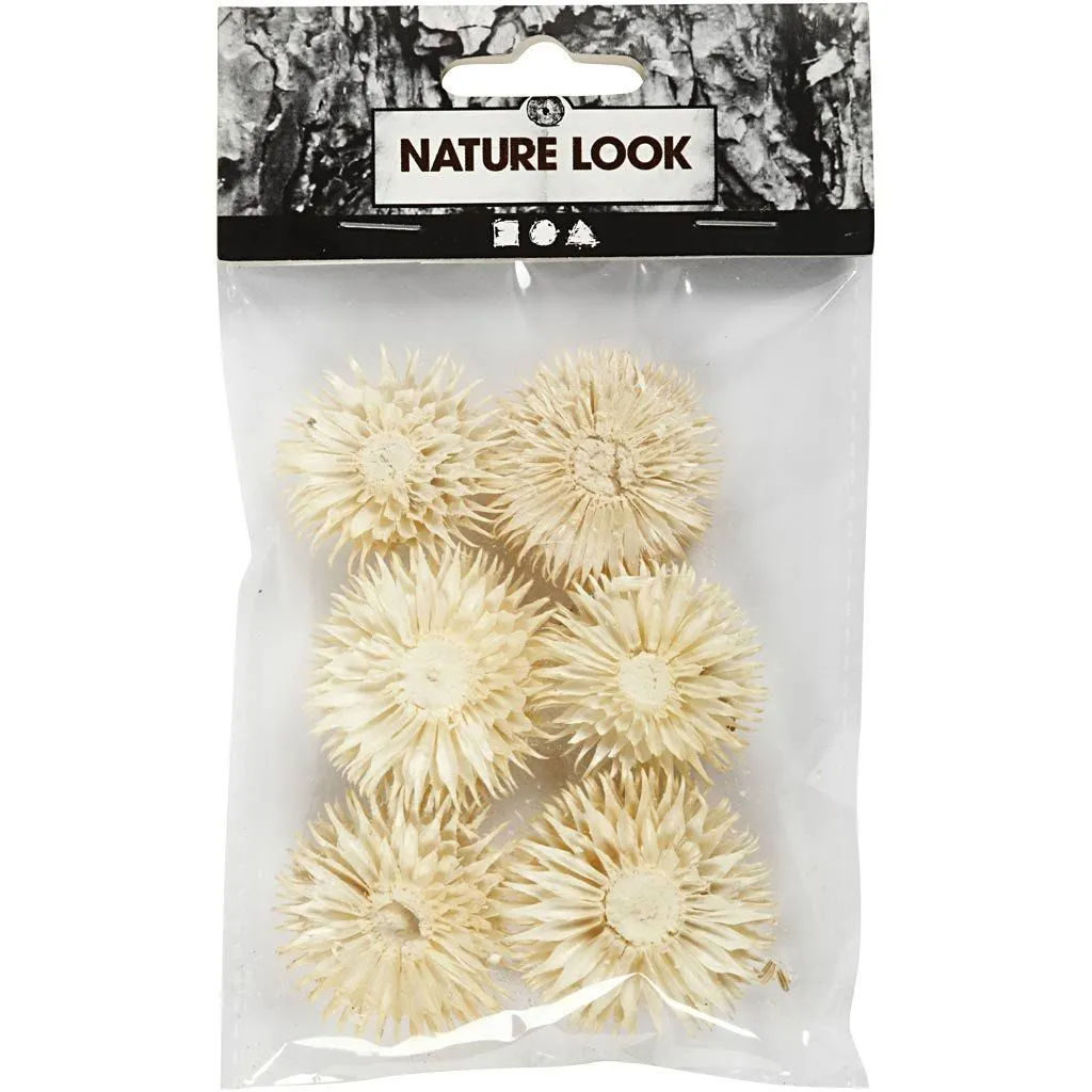 Dried Flower Heads Teasel Dipsacus 3-5cm 6-Pack Bleached Wreaths Decorations