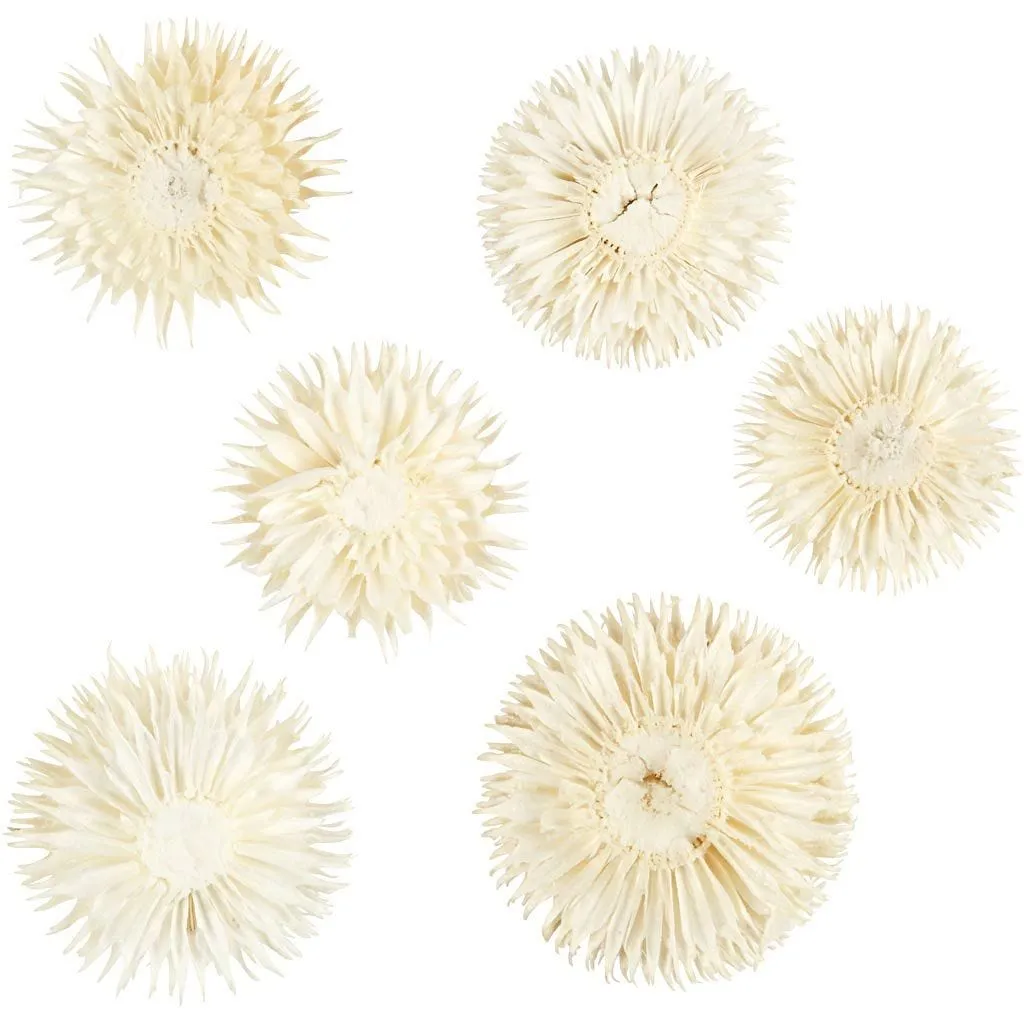Dried Flower Heads Teasel Dipsacus 3-5cm 6-Pack Bleached Wreaths Decorations