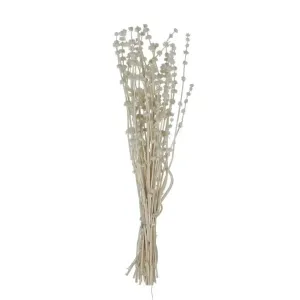 DRIED NATURAL LIONS TAIL BUNCH