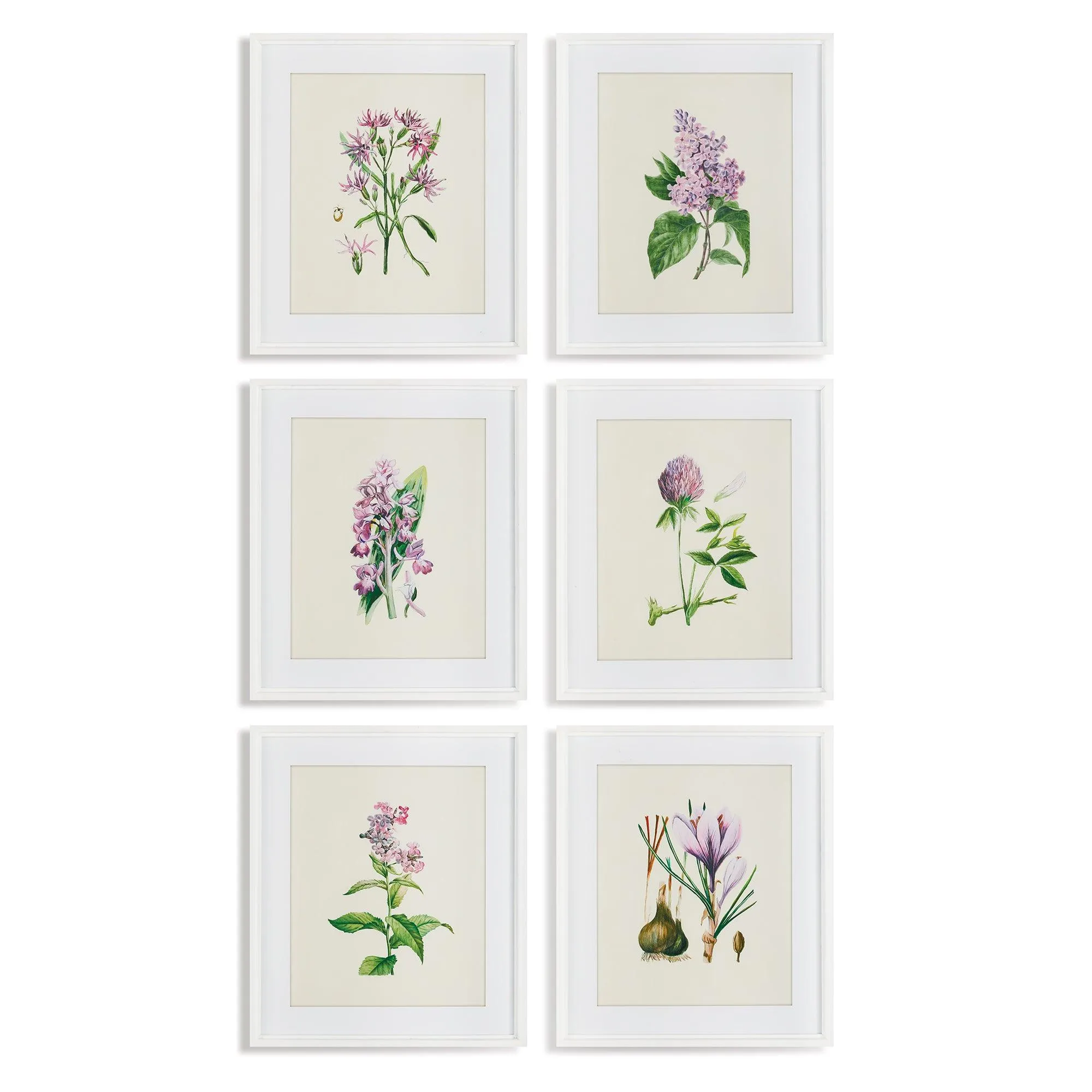 Flower Study Prints, Set Of 6