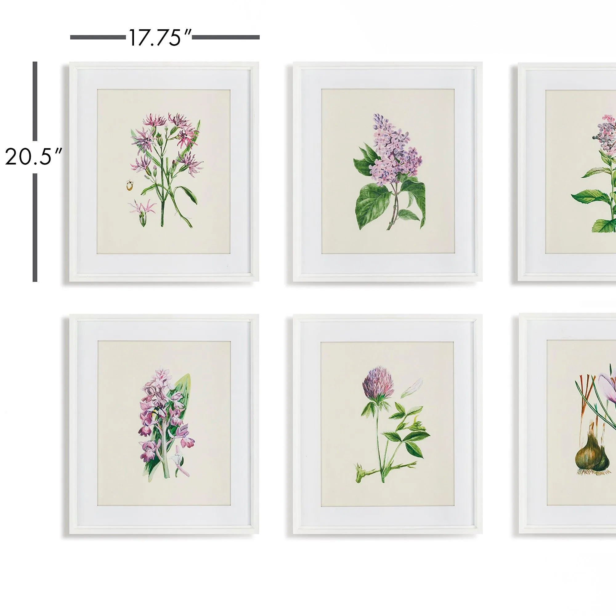 Flower Study Prints, Set Of 6
