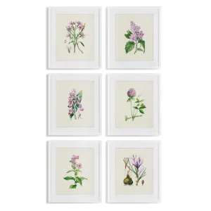 Flower Study Prints, Set Of 6