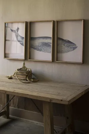 Framed Whale Triptych Print Under Glass