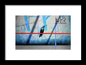 Humming Bird Grafitti - Framed Print