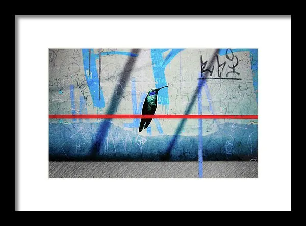 Humming Bird Grafitti - Framed Print