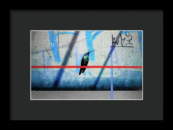Humming Bird Grafitti - Framed Print