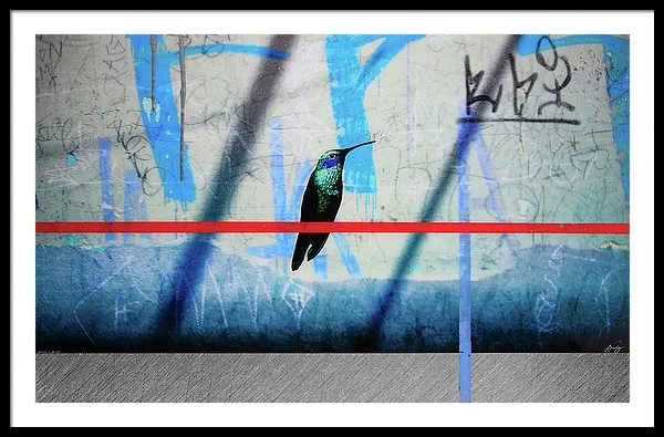Humming Bird Grafitti - Framed Print