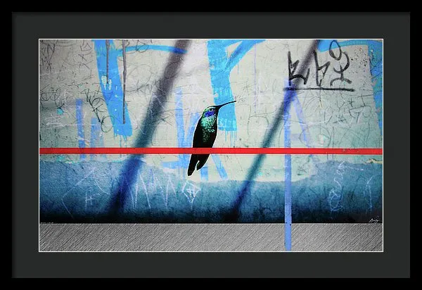 Humming Bird Grafitti - Framed Print