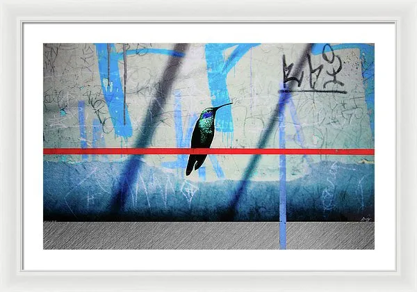 Humming Bird Grafitti - Framed Print