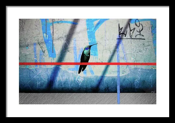 Humming Bird Grafitti - Framed Print