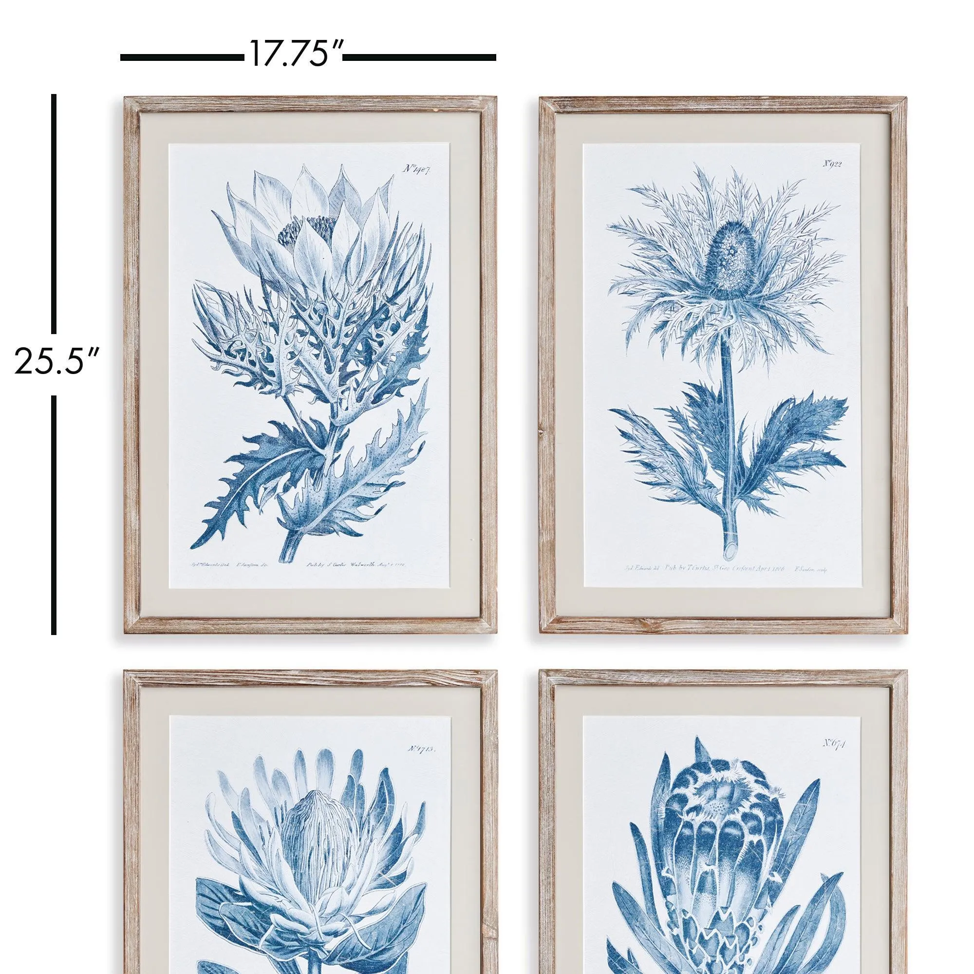 Indigo Protea Prints, Set Of 4