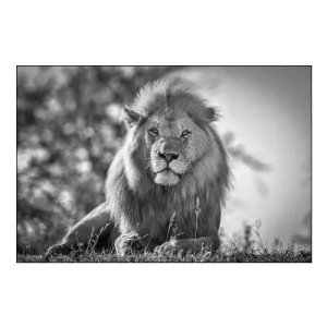 Monochromatic Lion King